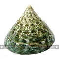 Морская раковина "Текстус пирамис зелёный"